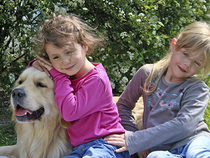 nicedogs.de: Alle lieben unsere Golden Retriever!